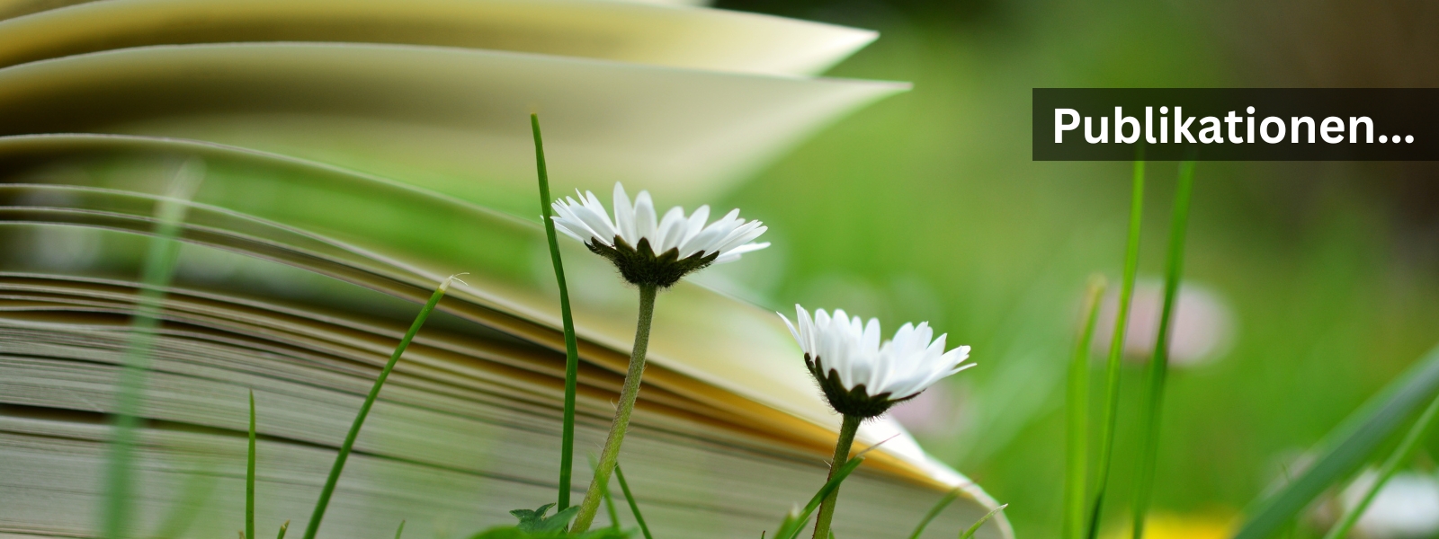 Banner Bücher