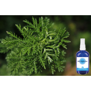 BIO Beifuß (Artemisia) Hydrolat 100 ml