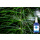 BIO Ackerschachtelhalm Hydrolat 100 ml
