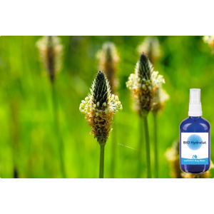 BIO Spitzwegerich Hydrolat 100 ml