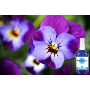 BIO Veilchen Hydrolat 100 ml