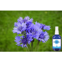 Kornblumen Hydrolat 100 ml