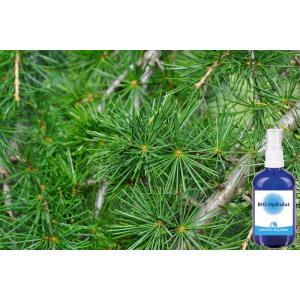 Zeder Hydrolat 100 ml