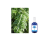 BIO Zitronenverbene Hydrolat 100 ml