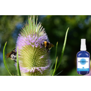 BIO Wilde Karde Hydrolat 100 ml
