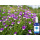 BIO Wildes Stiefmütterchen Hydrolat 100 ml