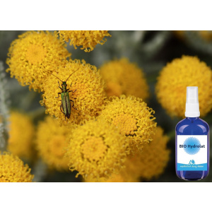 BIO Heiligenkraut Hydrolat 100 ml