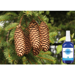 BIO Fichte Hydrolat 100 ml