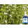 BIO Bergbohnenkraut Hydrolat 100 ml